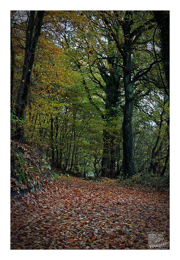 Herbst im Wiehengebirge