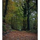 Herbst im Wiehengebirge