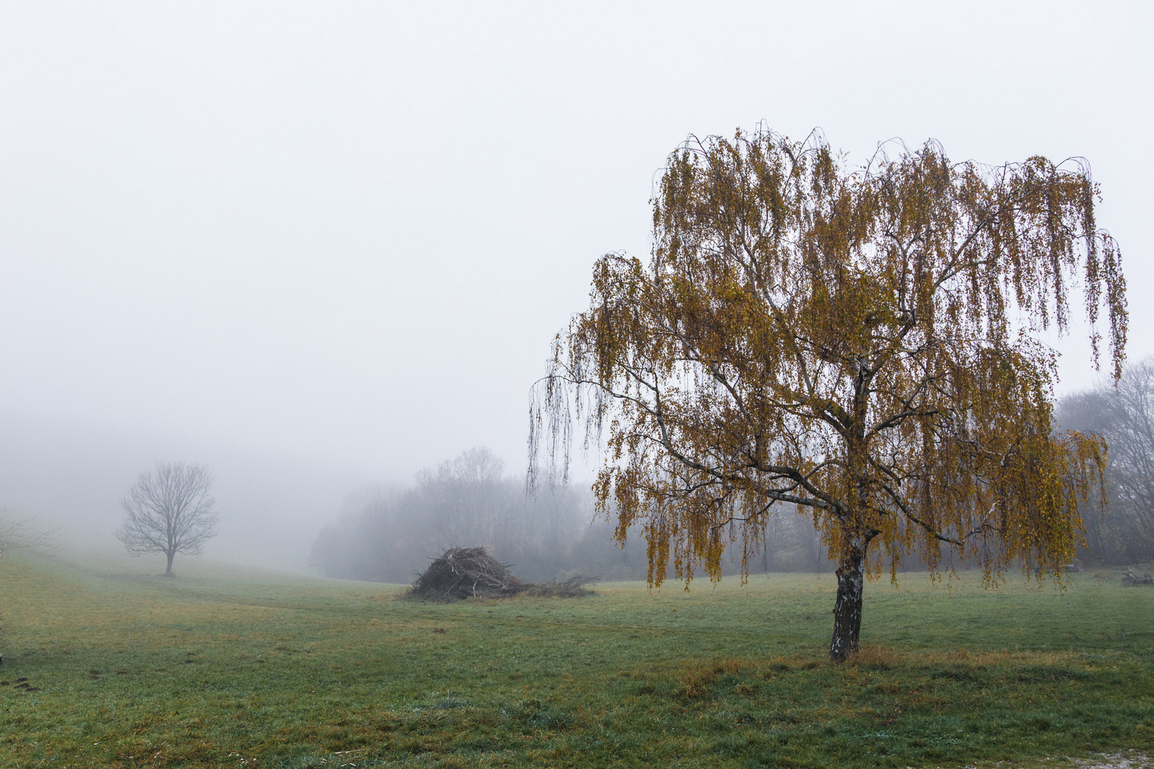 Herbst im Wienerwald