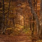 Herbst im Wienerwald.