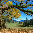 Herbst im Wiesach-Tal