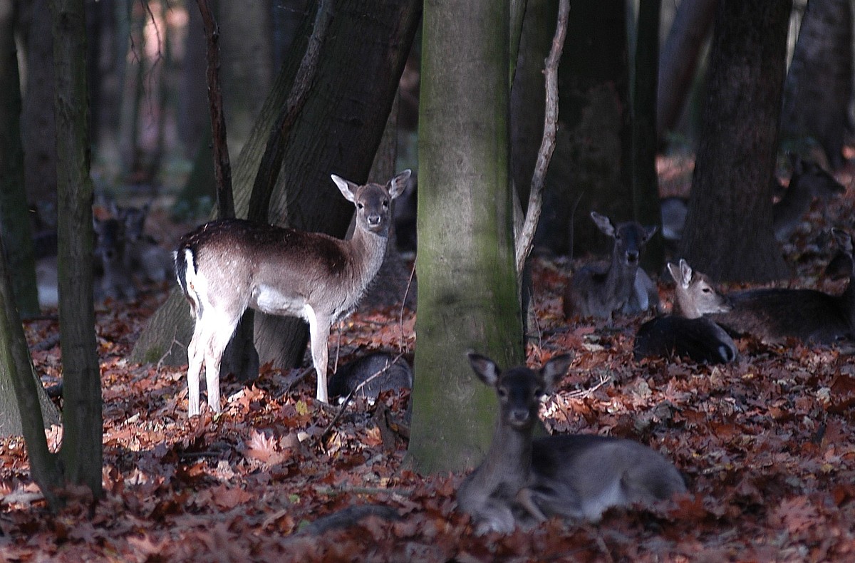 Herbst im Wildpark