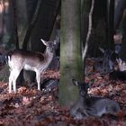 Herbst im Wildpark