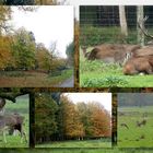 Herbst im Wildpark