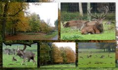 Herbst im Wildpark