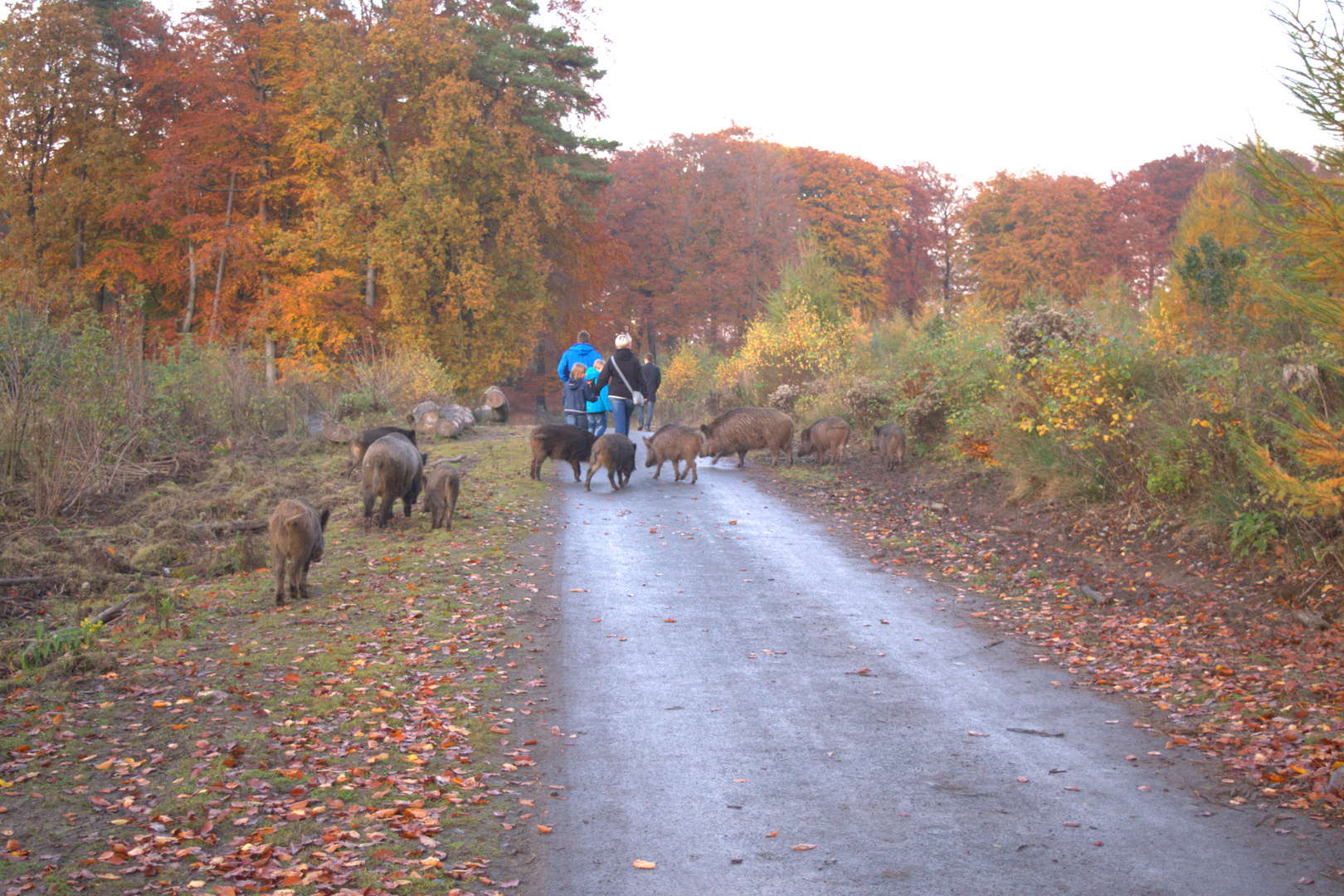 Herbst im Wildpark...