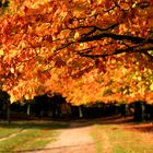 Herbst im Wildpark