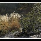 Herbst im Wimbachgries 02