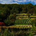 Herbst im Wingert