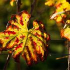 Herbst im Wingert