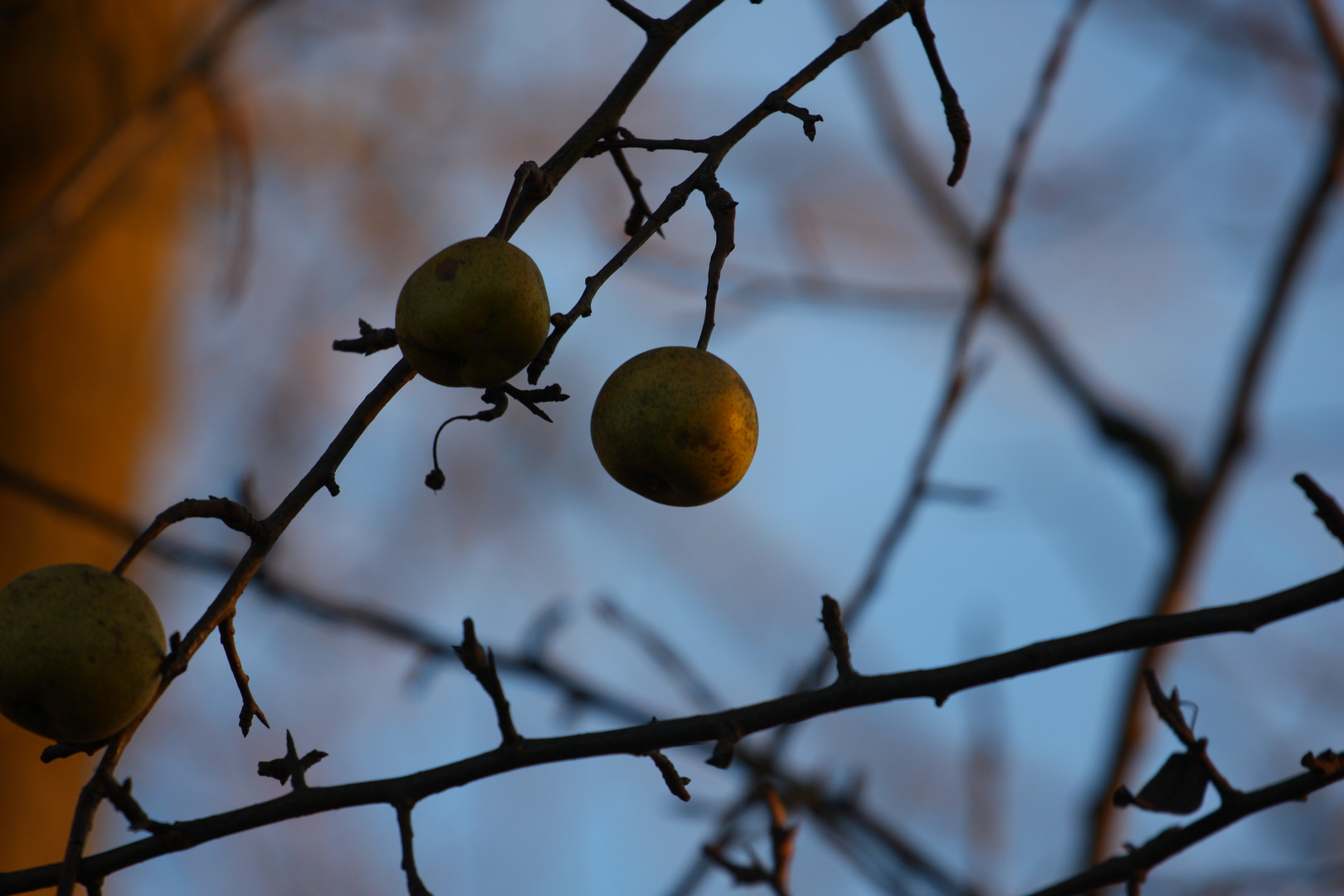 Herbst im Winter