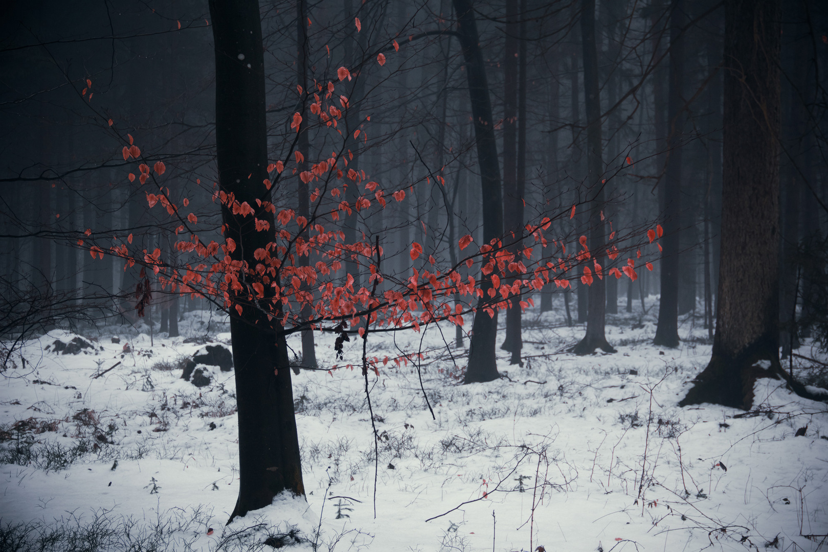 Herbst im Winter