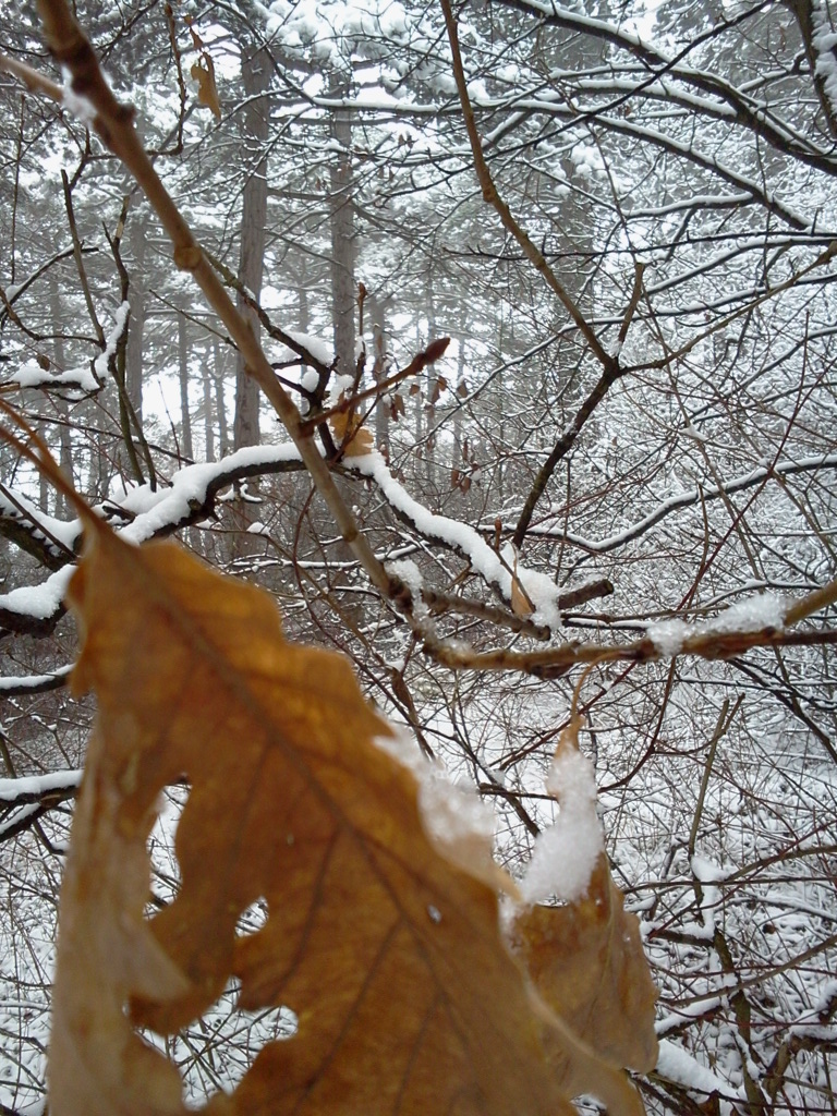 Herbst im Winterfrühling