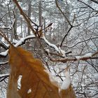 Herbst im Winterfrühling