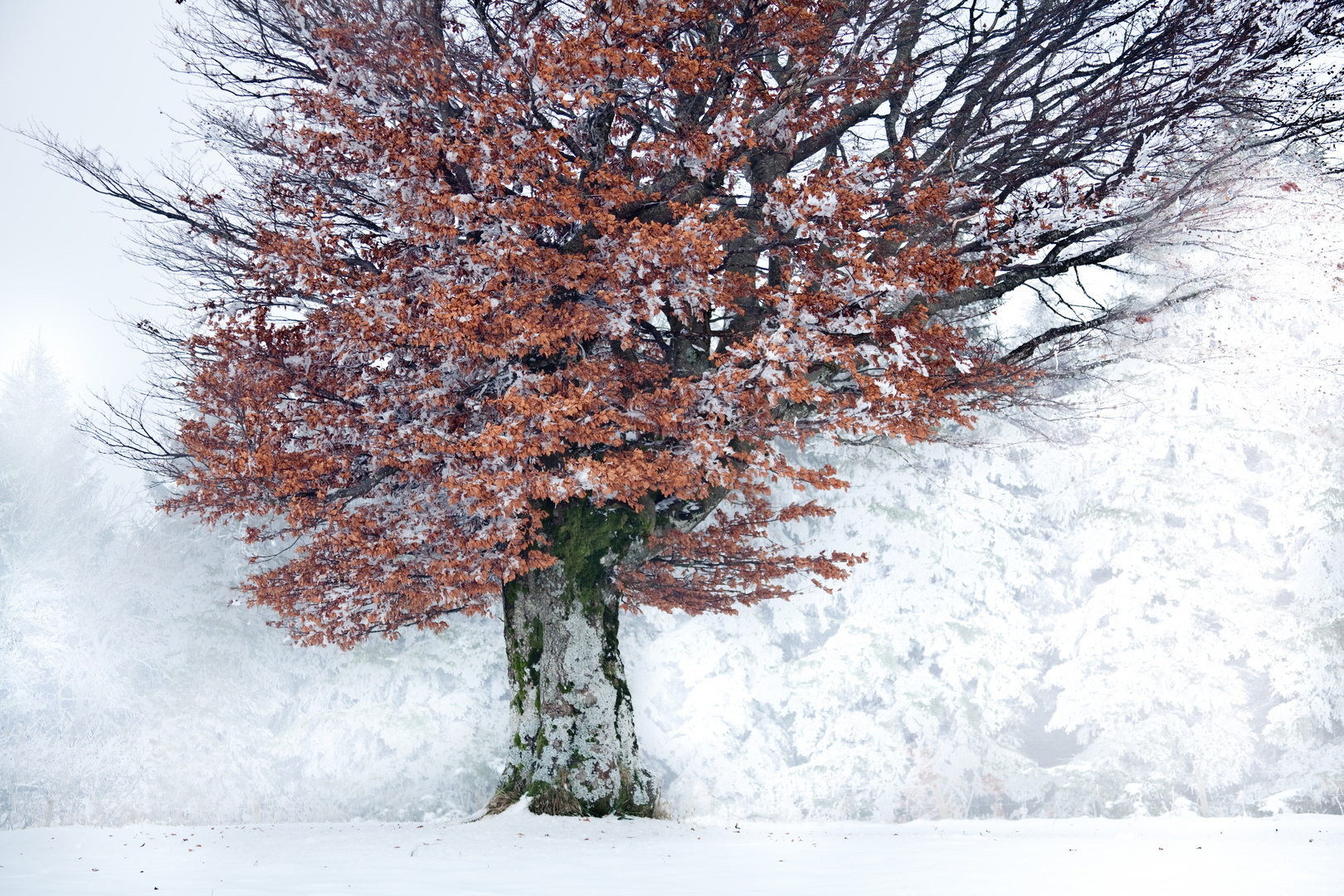 Herbst im Wintermantel