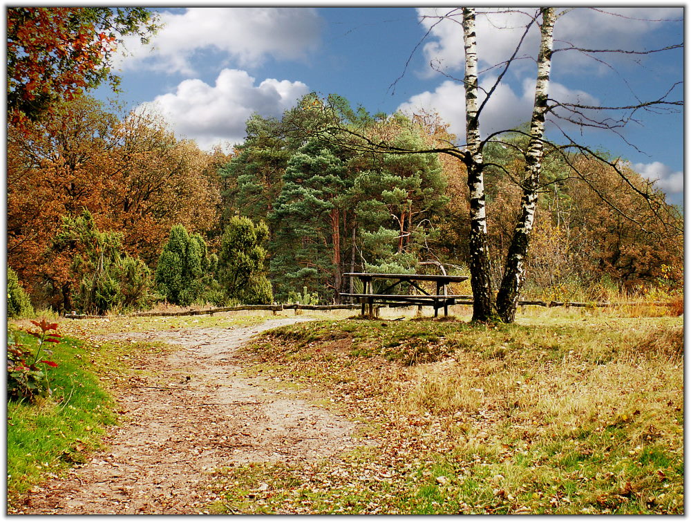 Herbst im Witte Veen