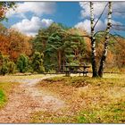 Herbst im Witte Veen