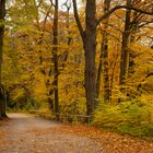 Herbst im Wittelsbacher Park