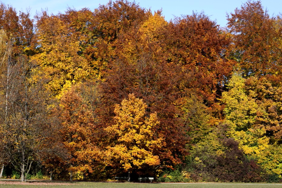 Herbst im Wittelsbacher Park