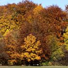 Herbst im Wittelsbacher Park