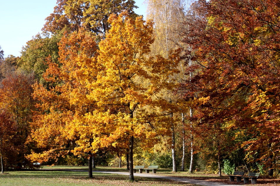 Herbst im Wittelsbacher Park II