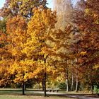 Herbst im Wittelsbacher Park II