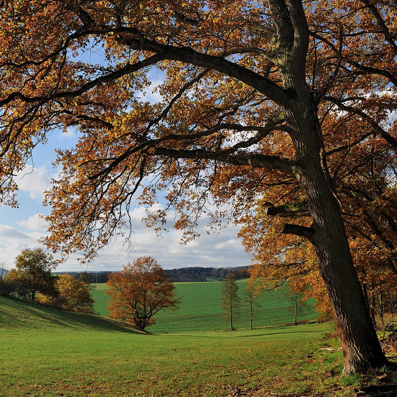 *Herbst im Wittlicher Tal*