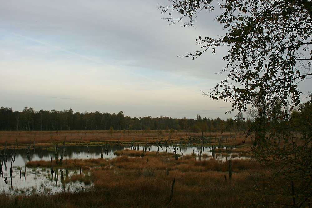 Herbst im Wittmoor