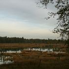 Herbst im Wittmoor