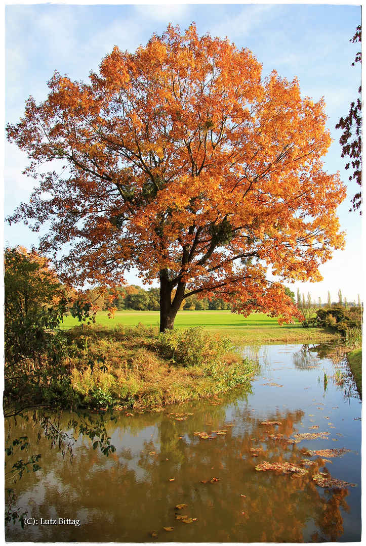 Herbst im Wörlitzer Park