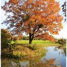 Herbst im Wörlitzer Park