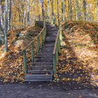 Herbst im Woogtal