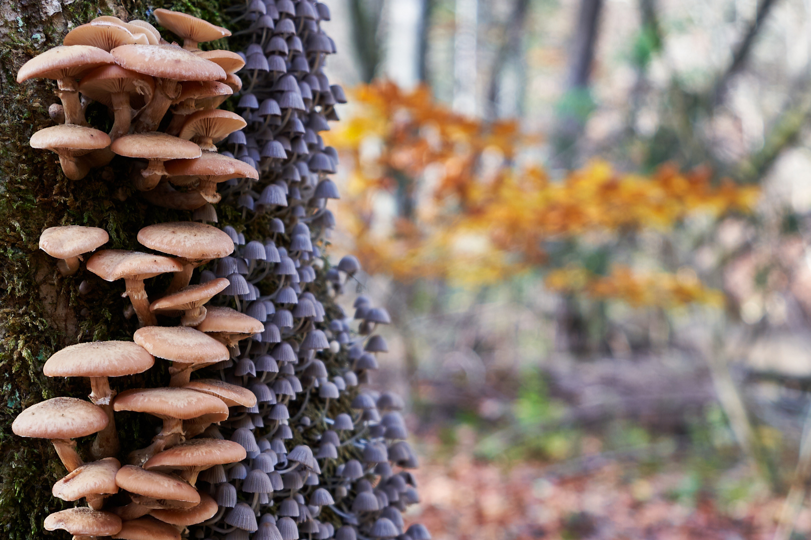 Herbst im Würmtal