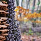 Herbst im Würmtal