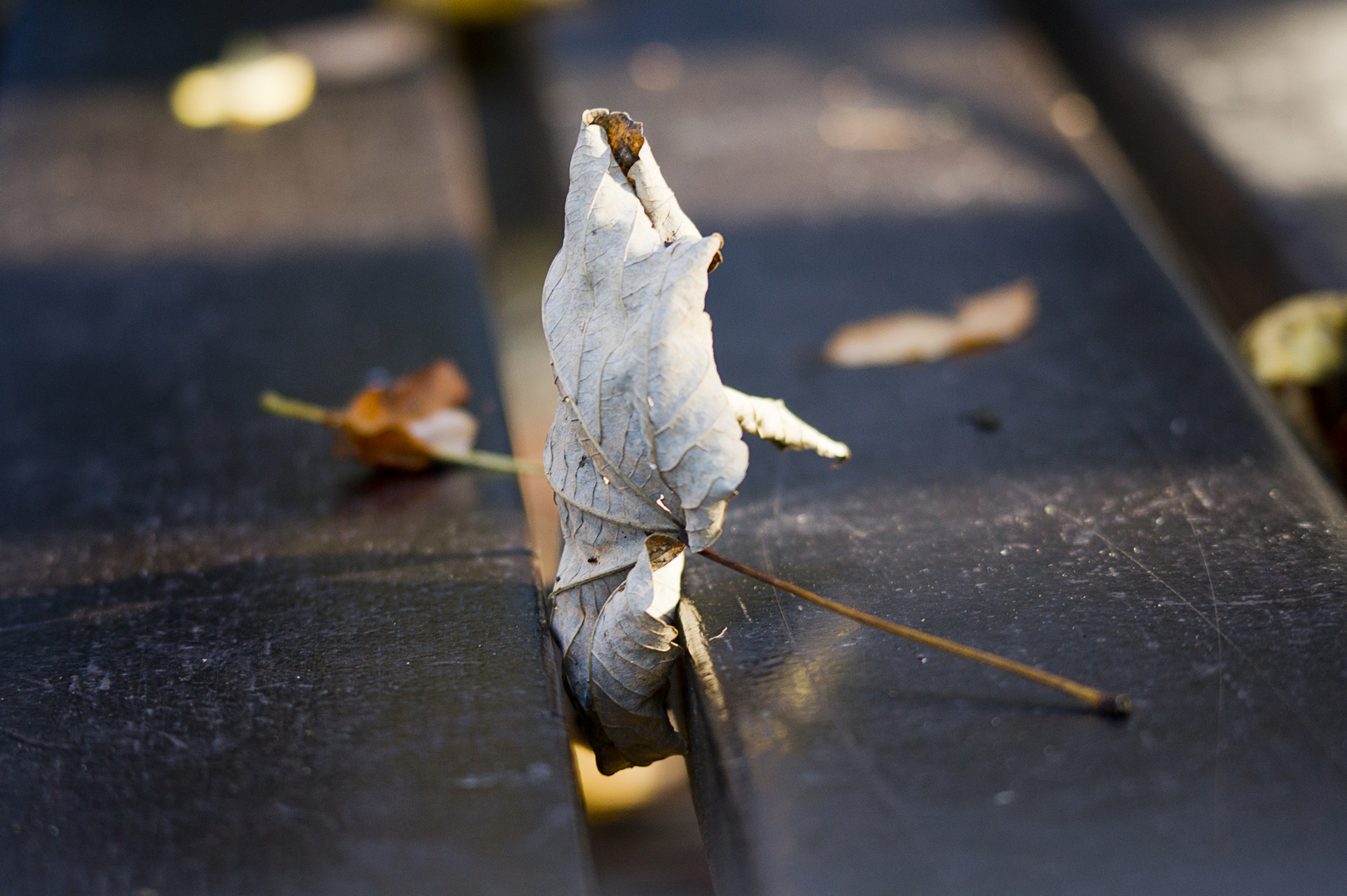 Herbst im Wuppertaler Zoo