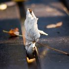 Herbst im Wuppertaler Zoo