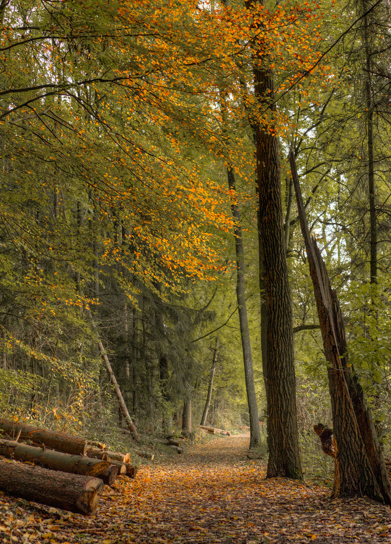 Herbst im Wurmtal