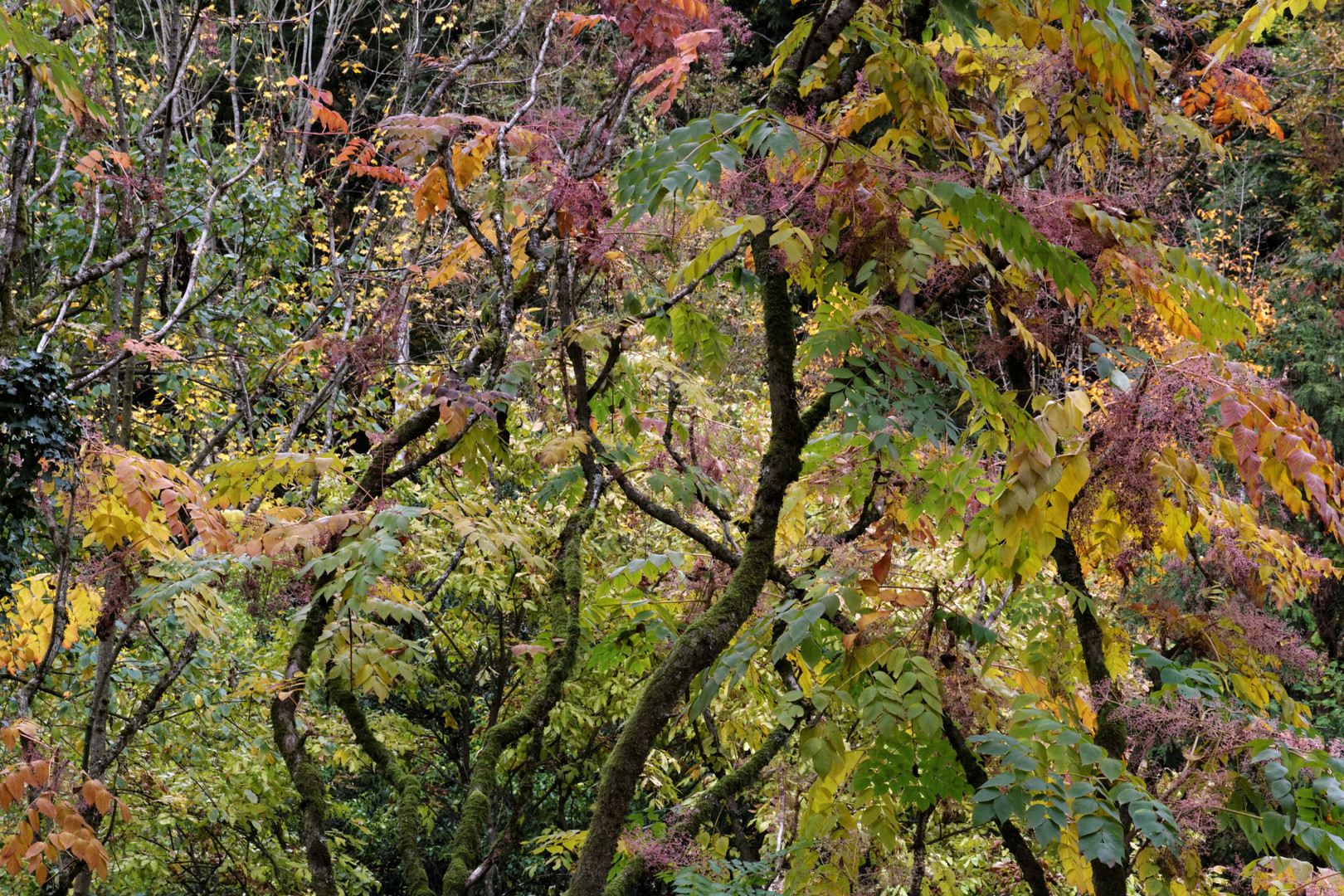 Herbst im Zauberwald