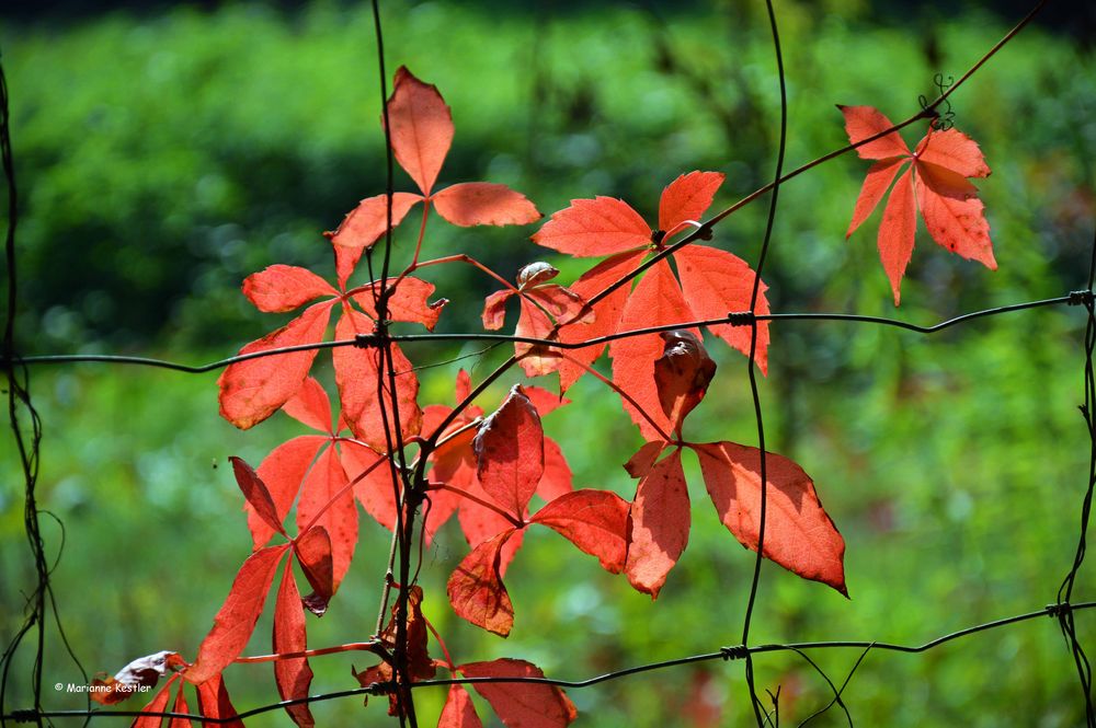 Herbst im Zaun