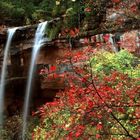 Herbst im Zion NP 03(USA)