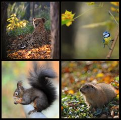 Herbst im ZOO