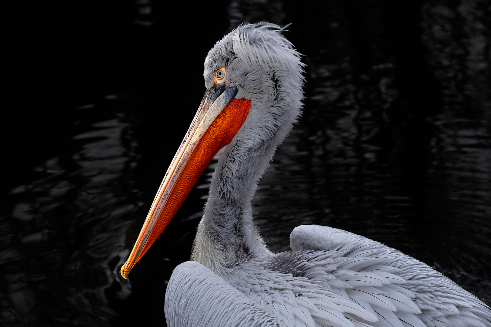 Herbst im Zoo Schönbrunn