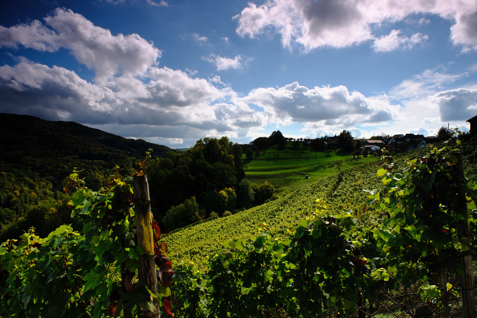 Herbst im Zürcher Weinland