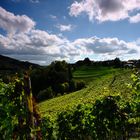 Herbst im Zürcher Weinland