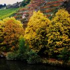 Herbst Impressioenen am Neckar 6