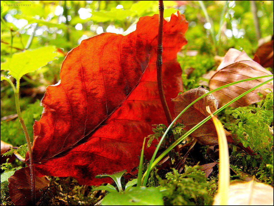 "Herbst- Impression 1"