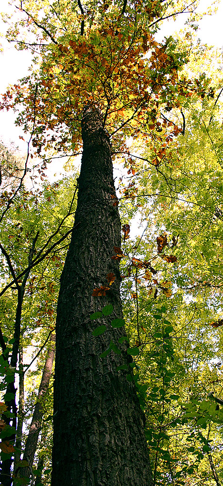 herbst impression 2008