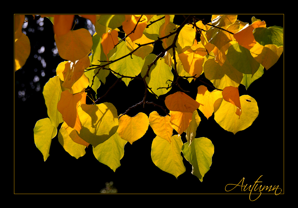 HERBST-IMPRESSION -5-