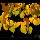 HERBST-IMPRESSION -5-