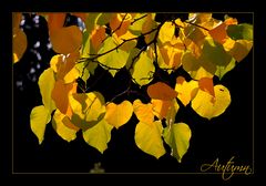 HERBST-IMPRESSION -5-